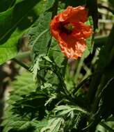 Image of Long-headed Poppy