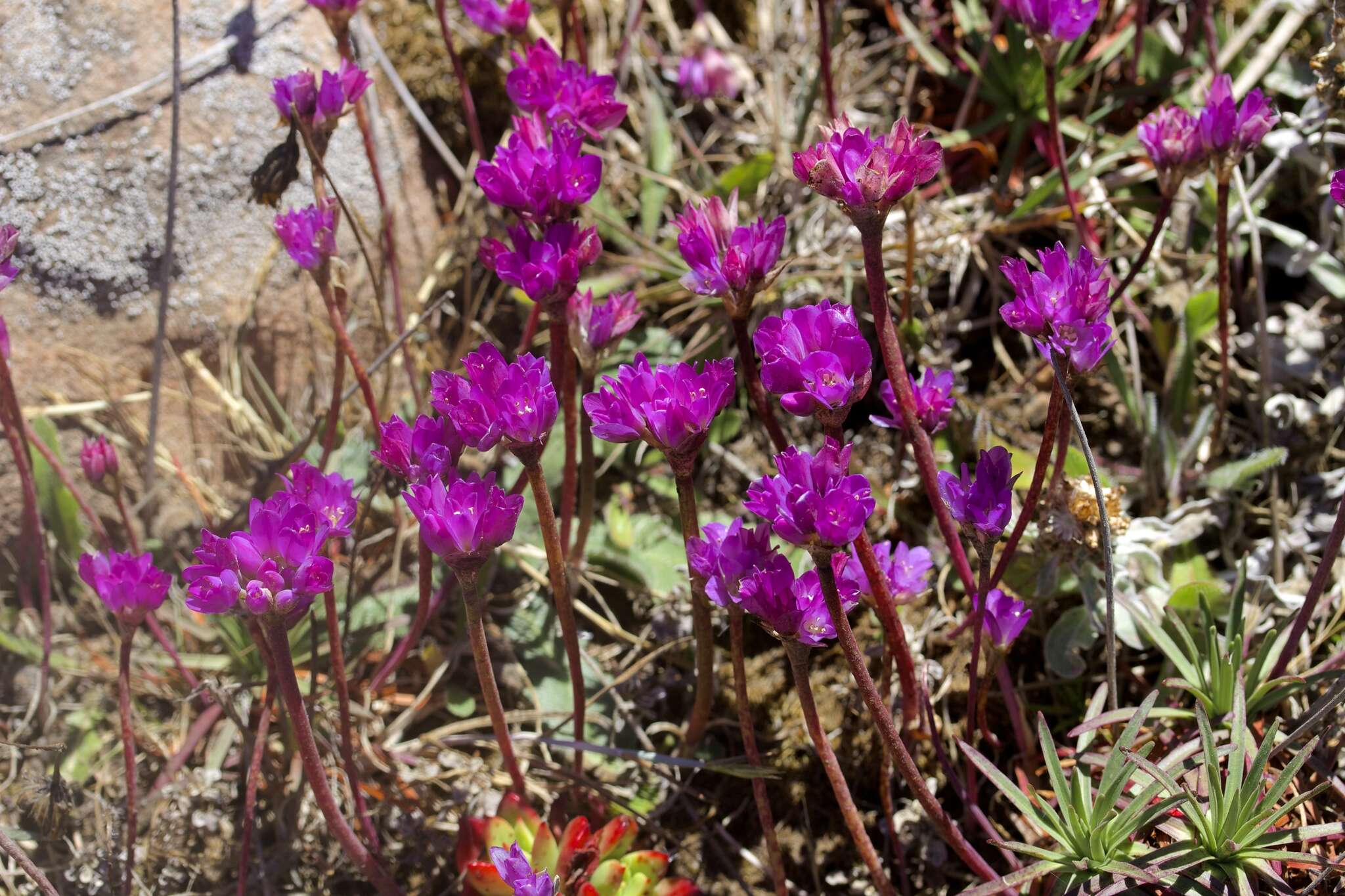 Image of coastal onion