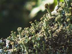 Image of cup lichen