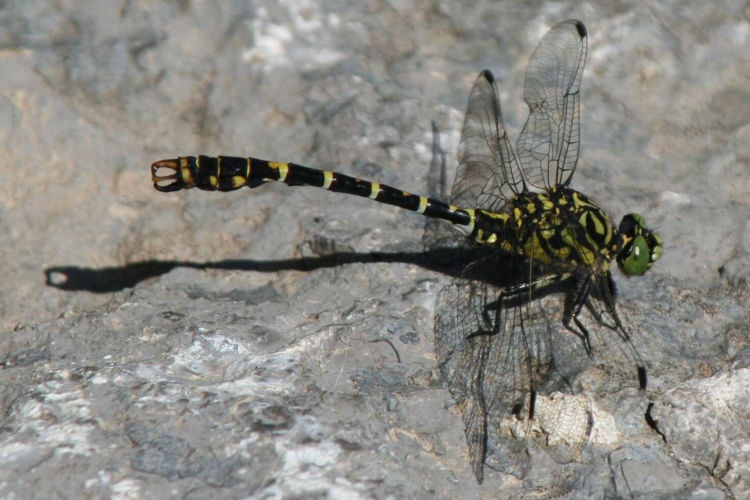 Image of Green-eyed Hooktail