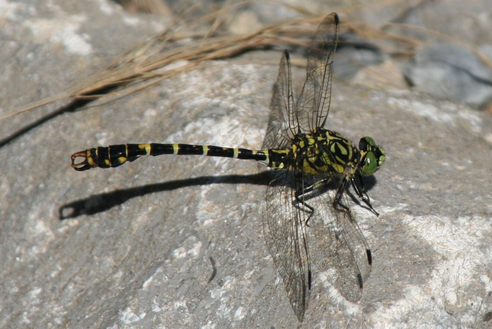 Image of Green-eyed Hooktail