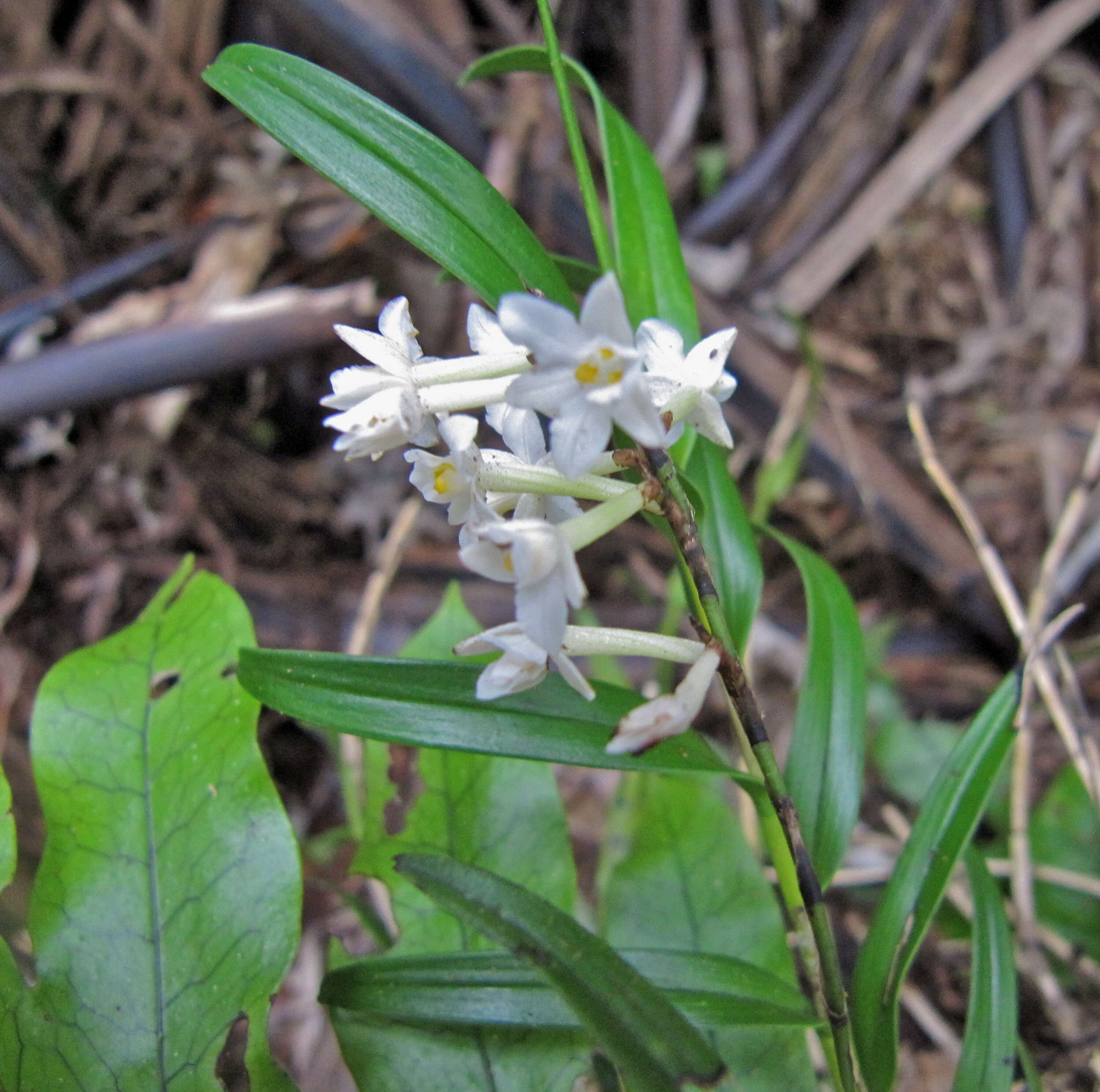 Image of Earina autumnalis (G. Forst.) Hook. fil.