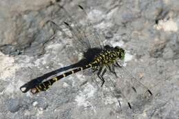 Image of Green-eyed Hooktail