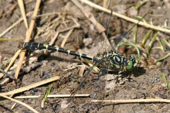 Image of Green-eyed Hooktail