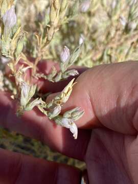 Image of Tecopa Salt-Bird's-Beak