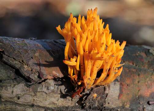 Image of Calocera viscosa (Pers.) Fr. 1821