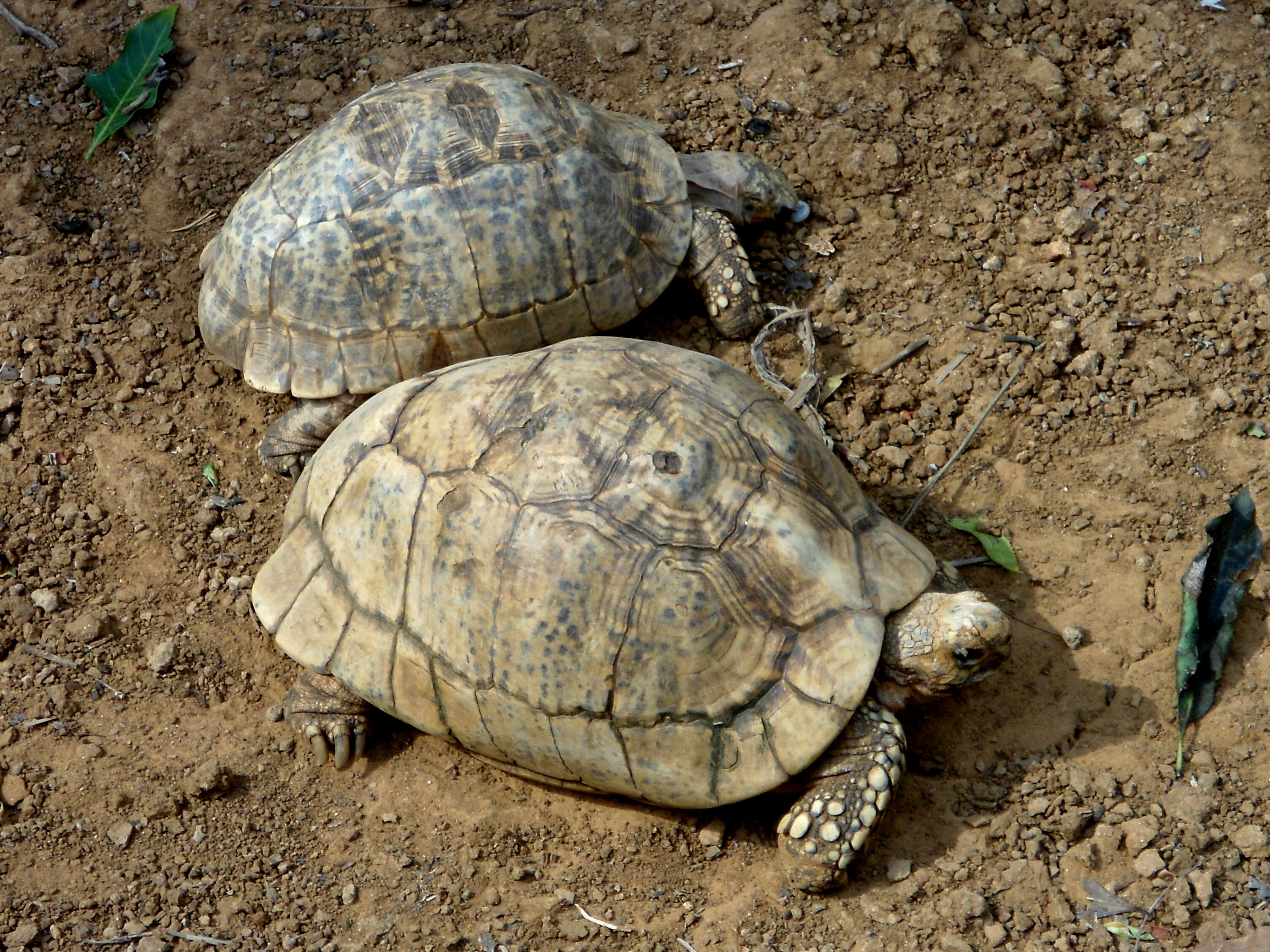 Image of Typical Tortoises