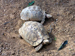 Image of Typical Tortoises