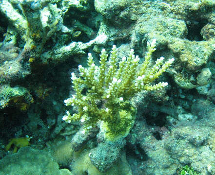 Image de Acropora prolifera (Lamarck 1816)