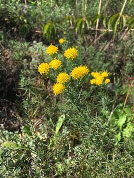 Слика од Galatella linosyris (L.) Rchb. fil.