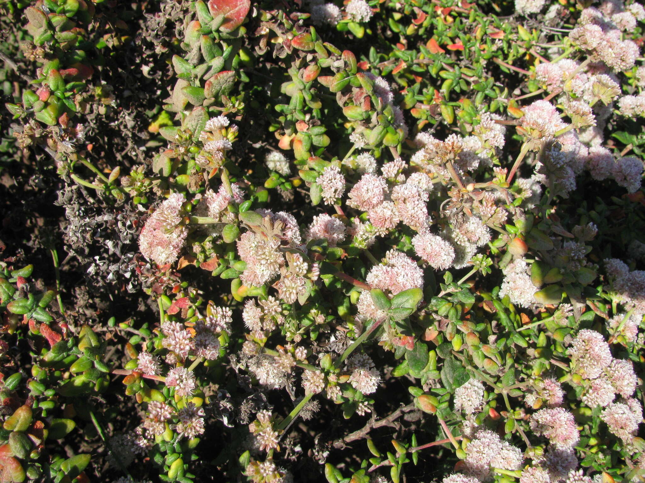 Image of seacliff buckwheat