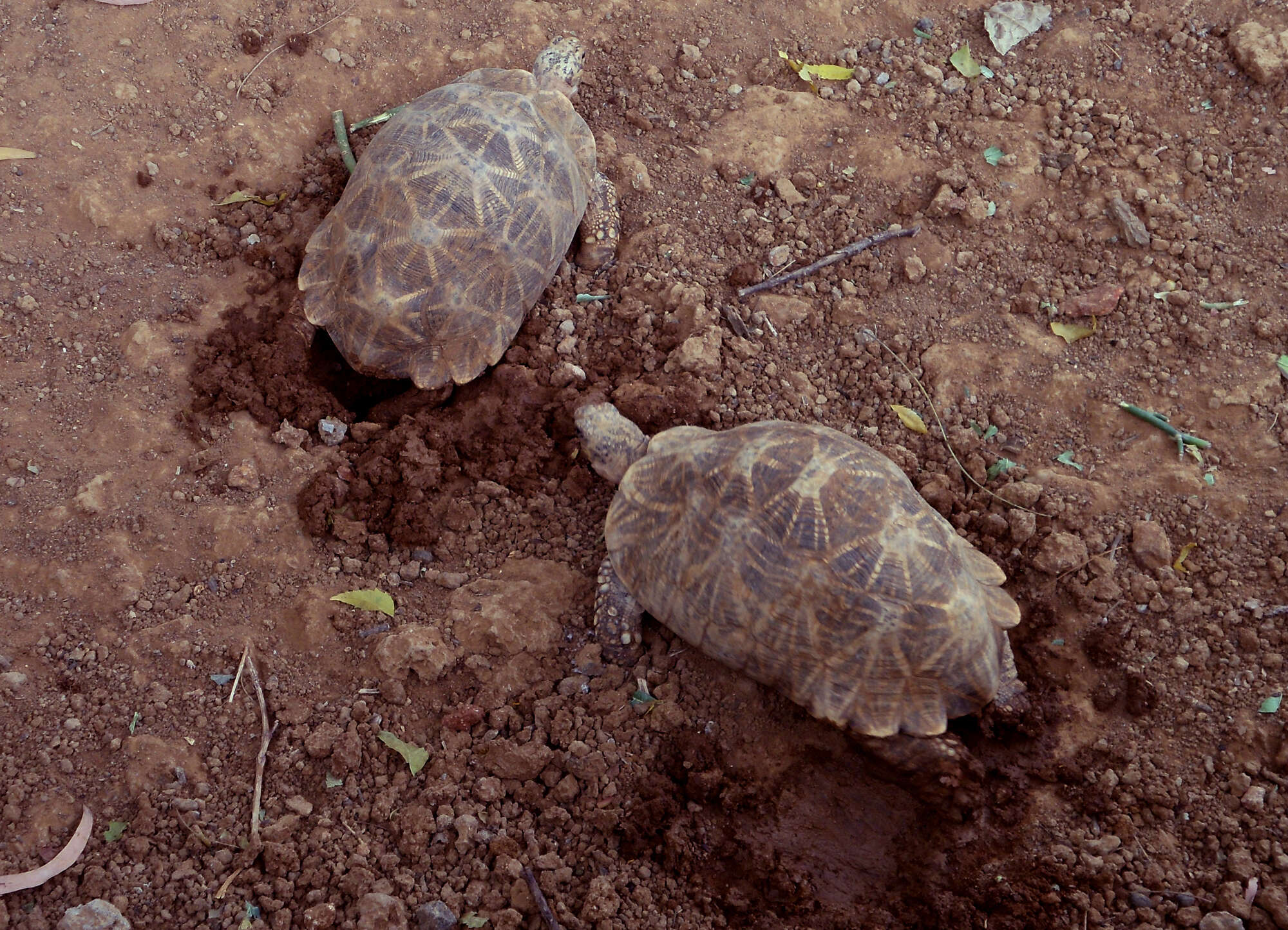 Image of Typical Tortoises