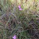 Image of Cycnium tubulosum subsp. montanum (N. E. Br.) O. J. Hansen