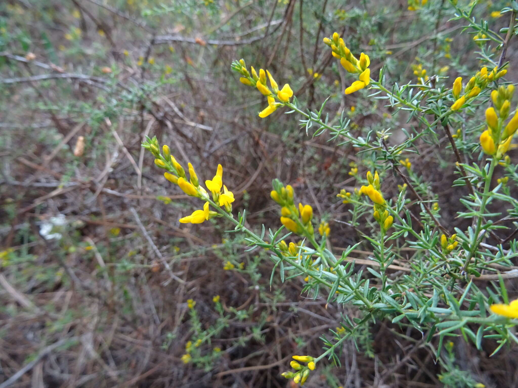 Image of Genista triacanthos Brot.