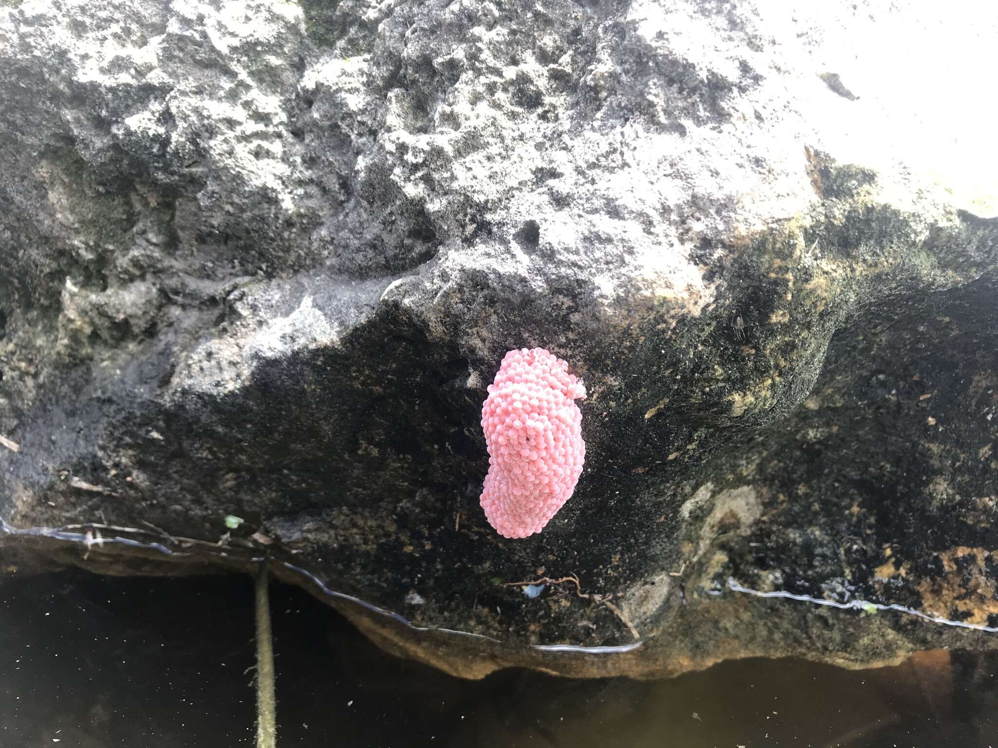 Image of Giant applesnail