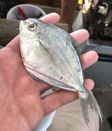 Image of Gulf Butterfish