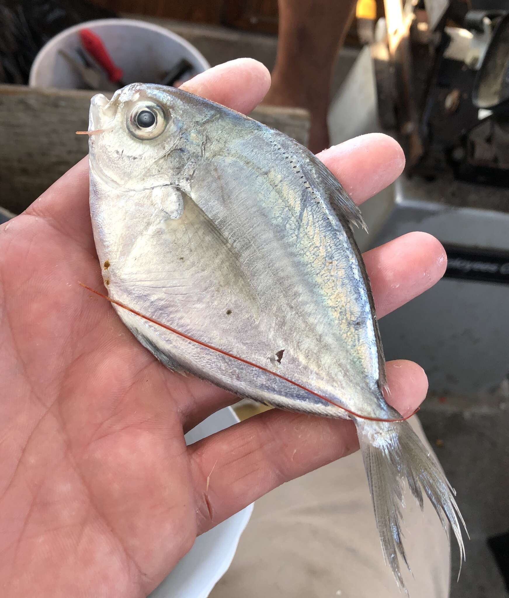 Image of Gulf Butterfish