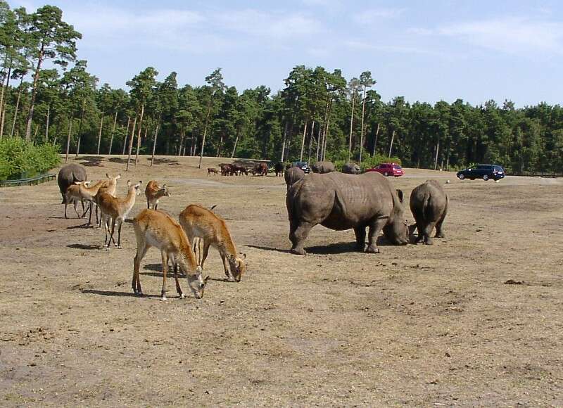 Image of Lechwe -- Southern Lechwe