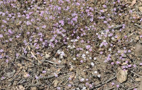 Image of volcanic gilia