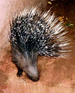 Image of Indian Crested Porcupine