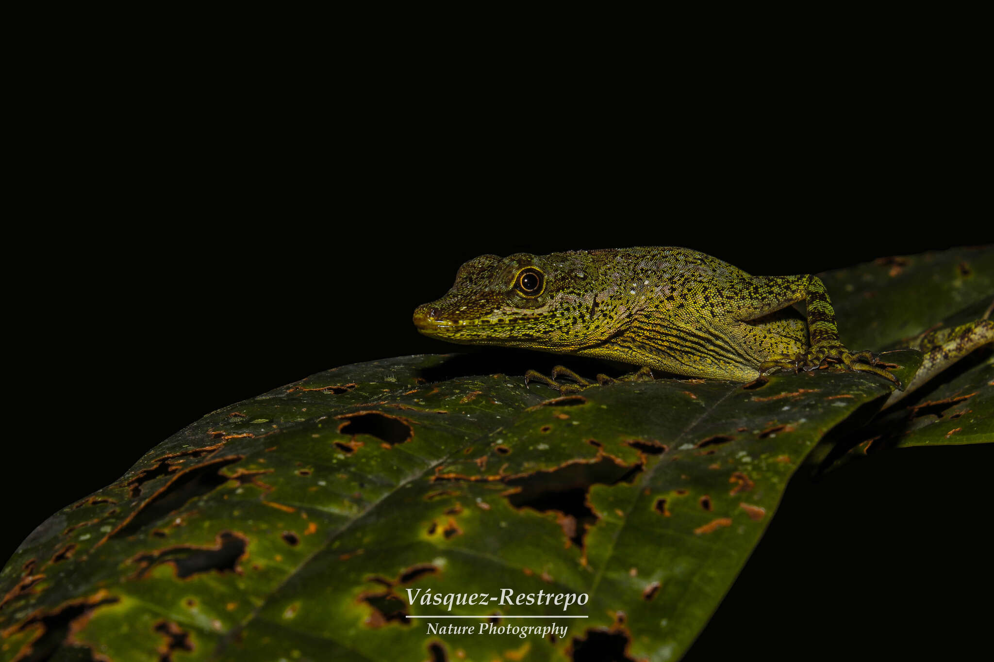 Image of Anolis anoriensis Velasco, Gutiérrez-cárdenas & Quintero-angel 2010