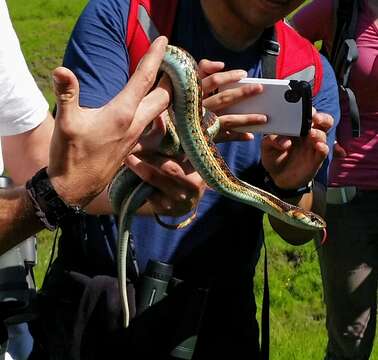 Image of Thamnophis sirtalis infernalis (Blainville 1835)