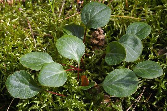 Image of greenflowered wintergreen