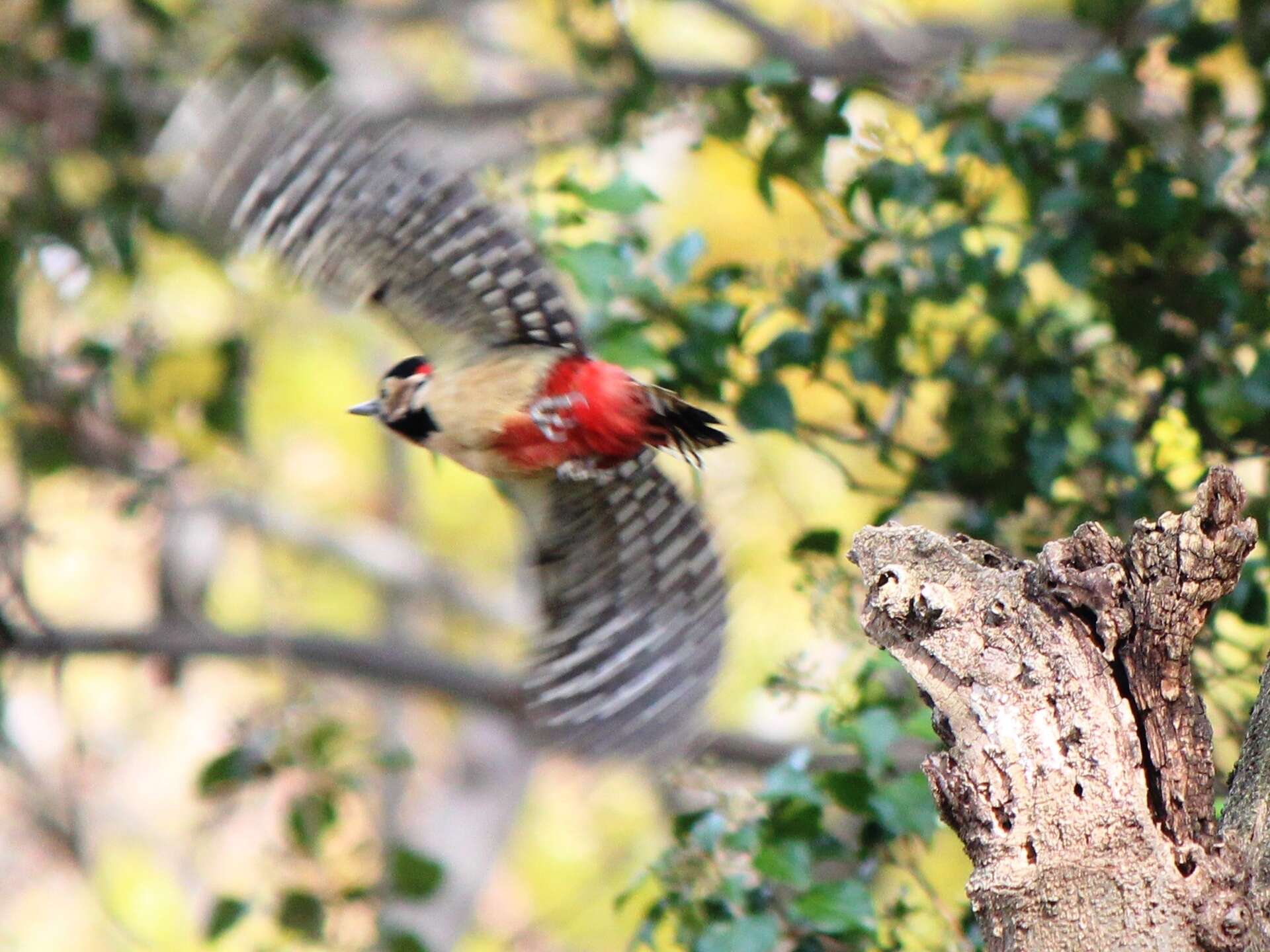 Image of Great Spotted Woodpecker