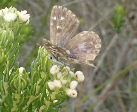 Слика од Tarucus thespis (Linnaeus 1764)