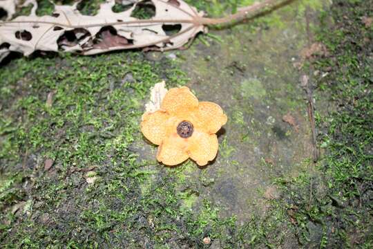 Image of Matelea magnifolia (Pittier) R. E. Woodson