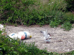 Image of Common Tern