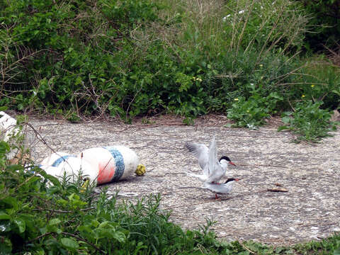 Image of Common Tern