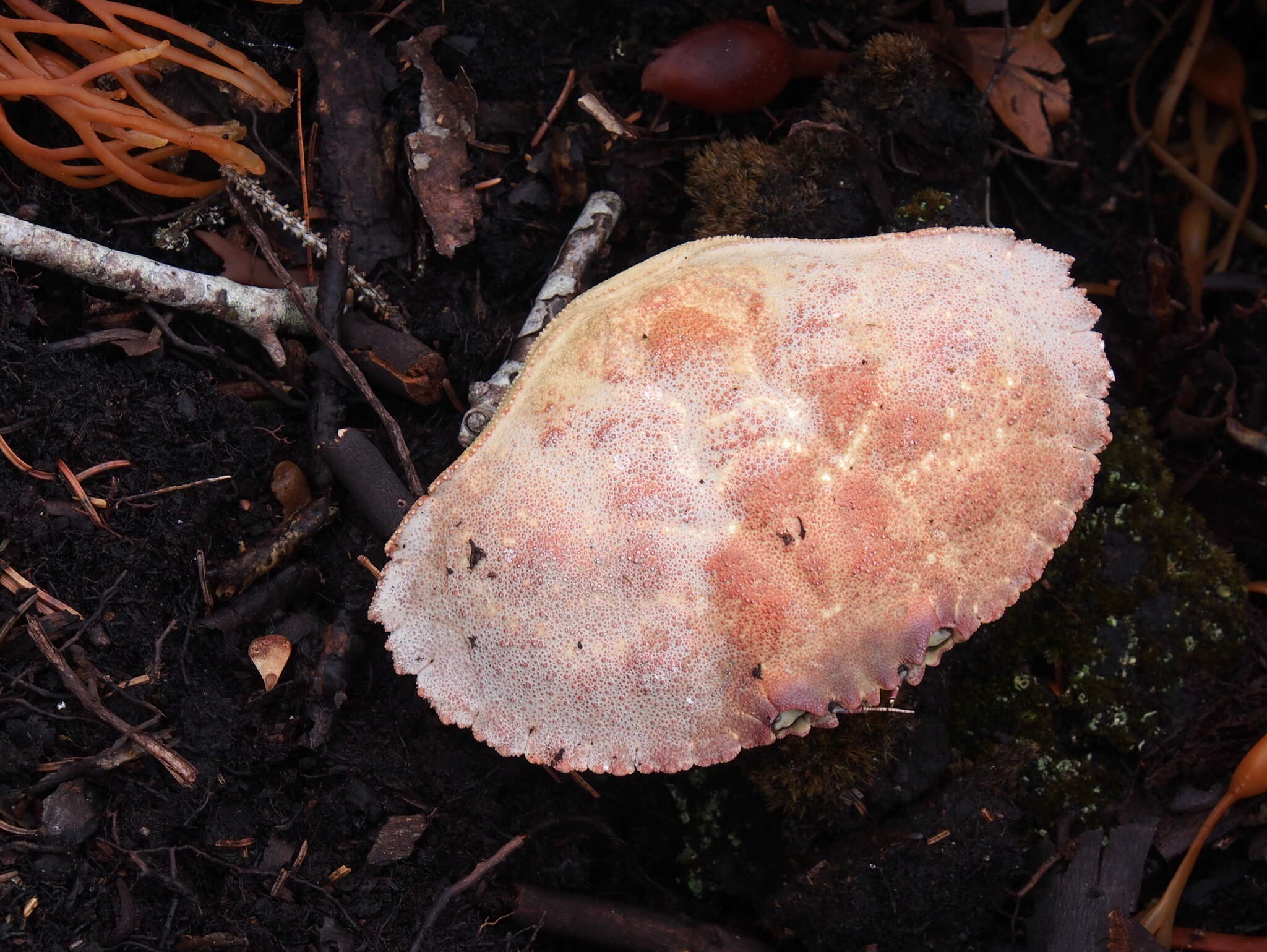 Image of Jonah crab