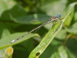 Image of Spotted Spreadwing