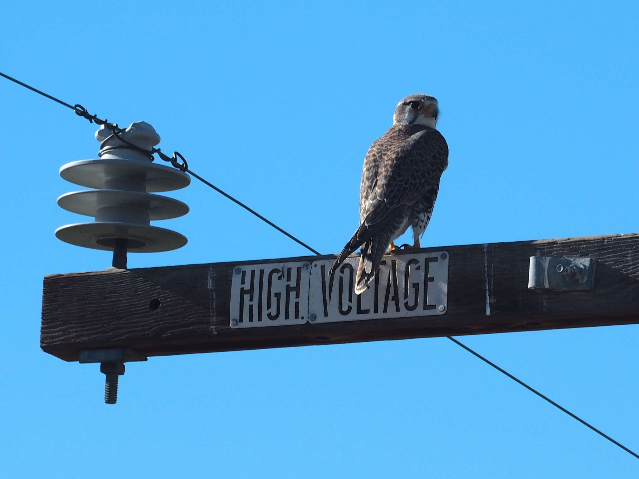 Image of Prairie Falcon