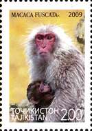 Image of Japanese Macaque