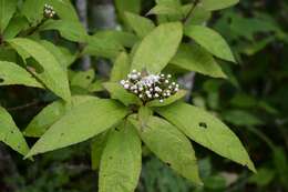 Plancia ëd Chromolaena quercetorum (L. O. Williams) R. King & H. Rob.