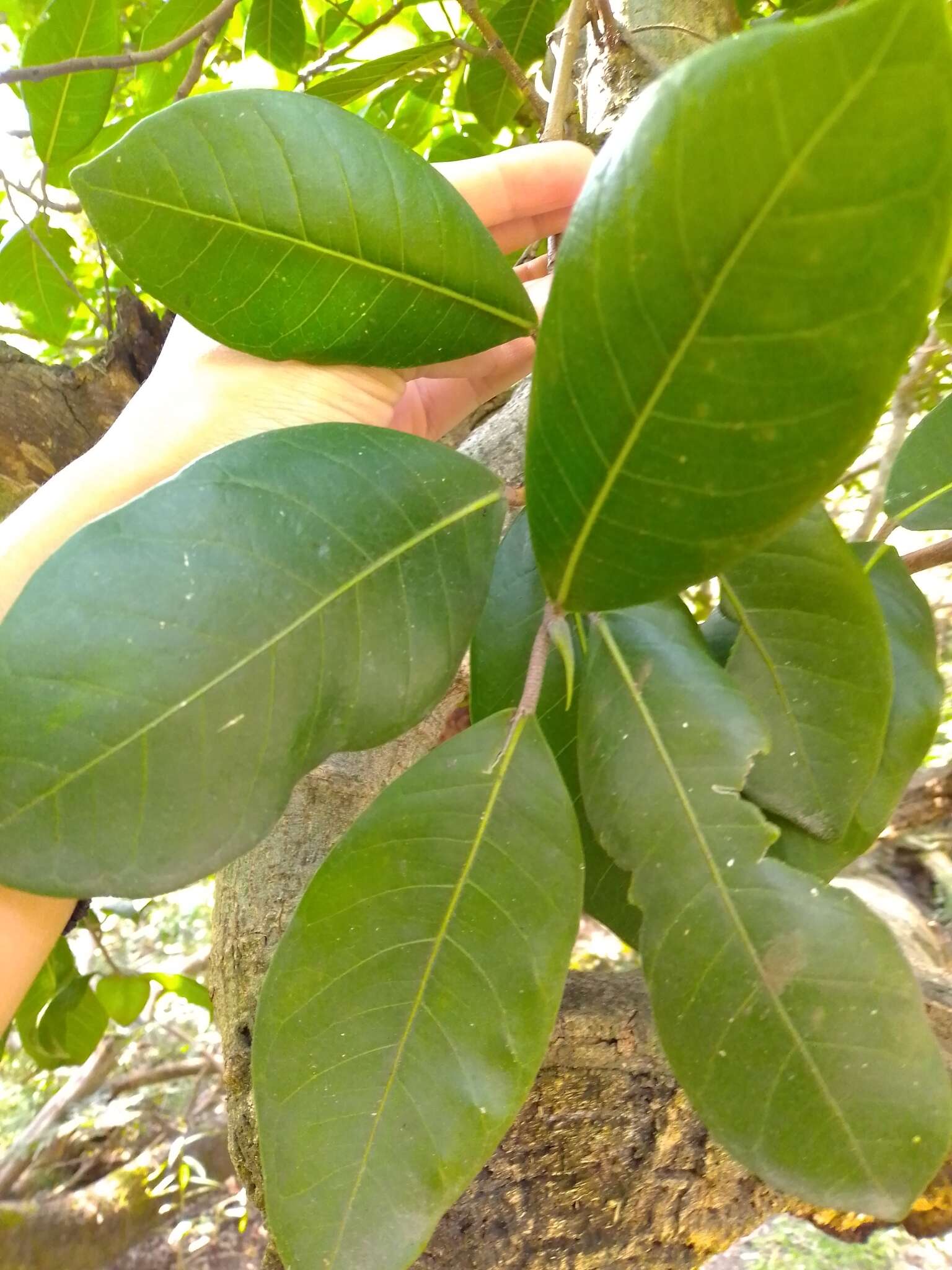 Ficus maxima Mill.的圖片