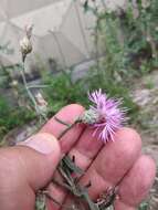 Plancia ëd Centaurea borysthenica Gruner