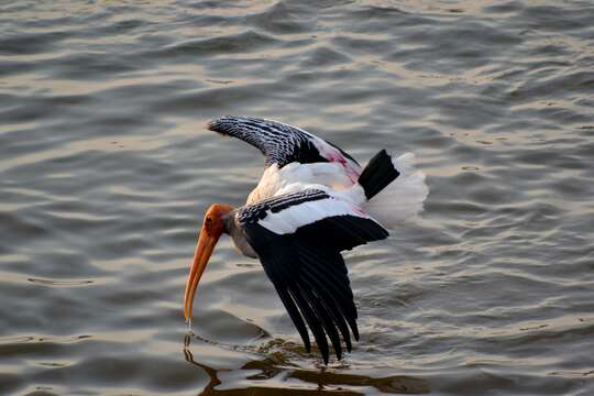 Image of Painted Stork