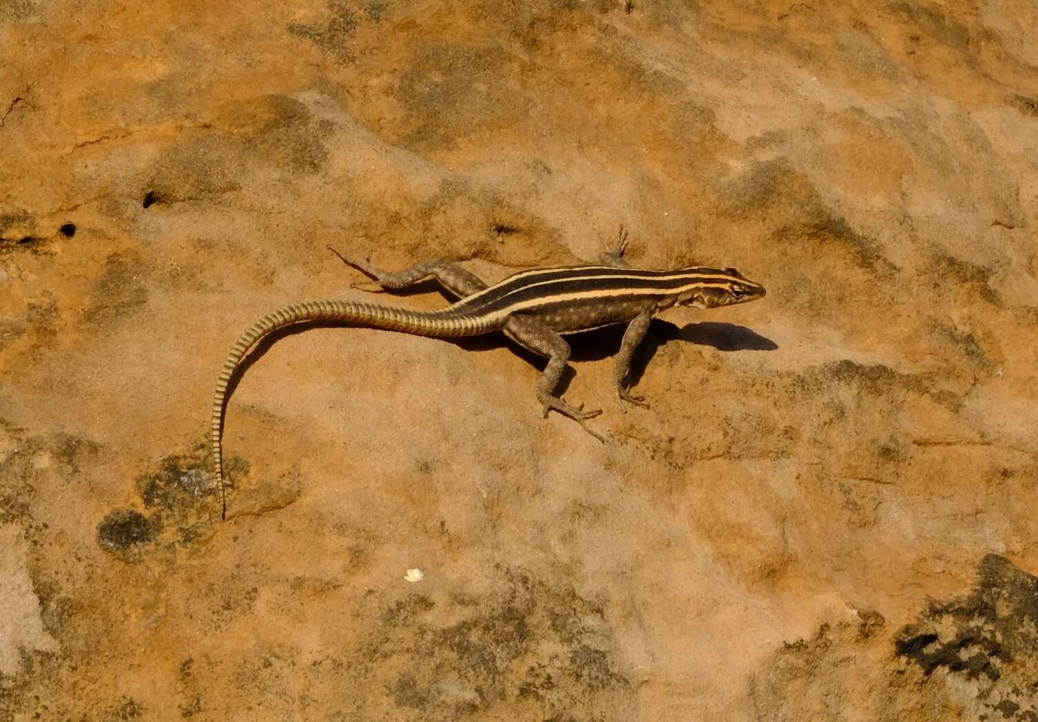 Image de Platysaurus intermedius Matschie 1891