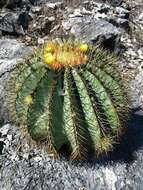 Ferocactus glaucescens (DC.) Britton & Rose resmi