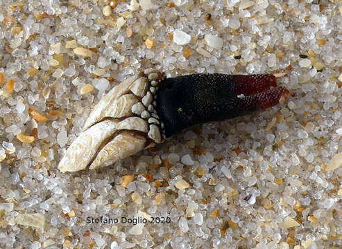 Image of goose neck barnacle