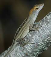 Image of Bahaman brown anole