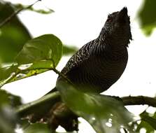 Image of Fasciated Antshrike