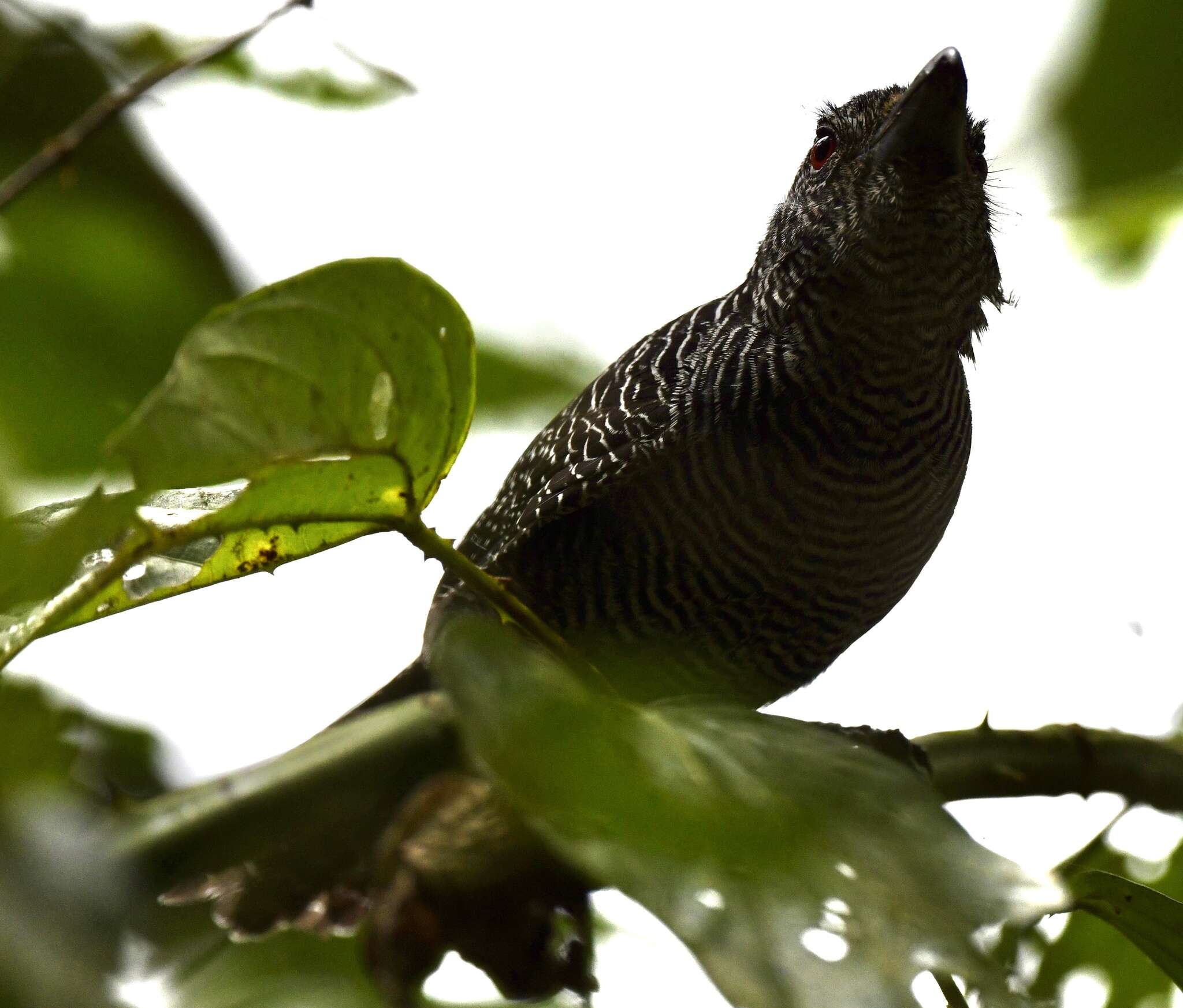 Image of Fasciated Antshrike