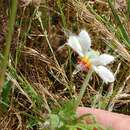 Image of Blumenbachia insignis Schrad.