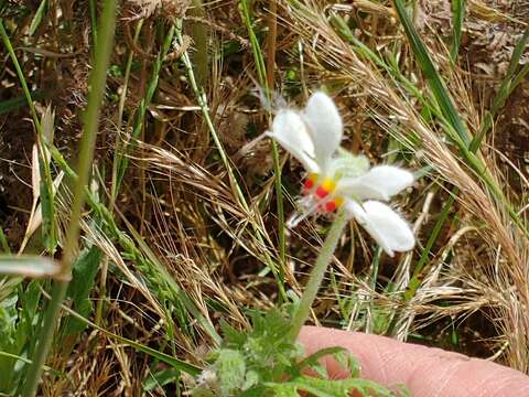 Image of Blumenbachia insignis Schrad.