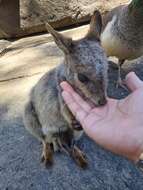 Image of Mareeba Rock Wallaby