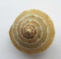 صورة Calliostoma adelae Schwengel 1951